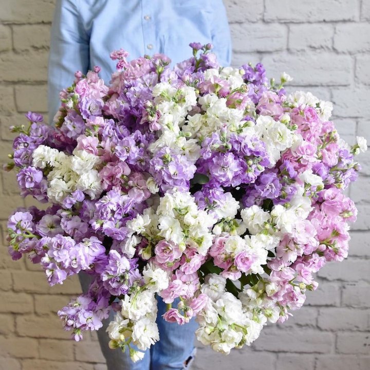 Облако маттиол в Ульяновске