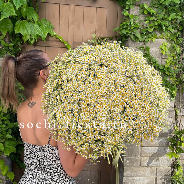 101 ромашка в Ульяновске