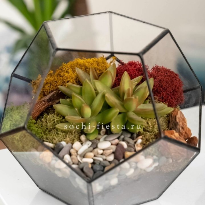 Флорариум “Додекаэдр” с суккулентом Седум в Ульяновске