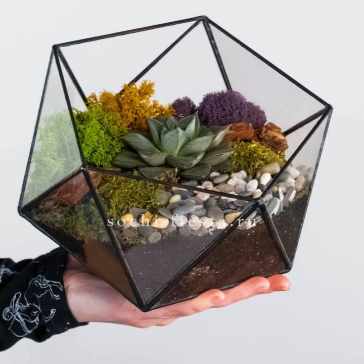 Флорариум “Икосаэдр” с суккулентом Каменная Роза в Ульяновске