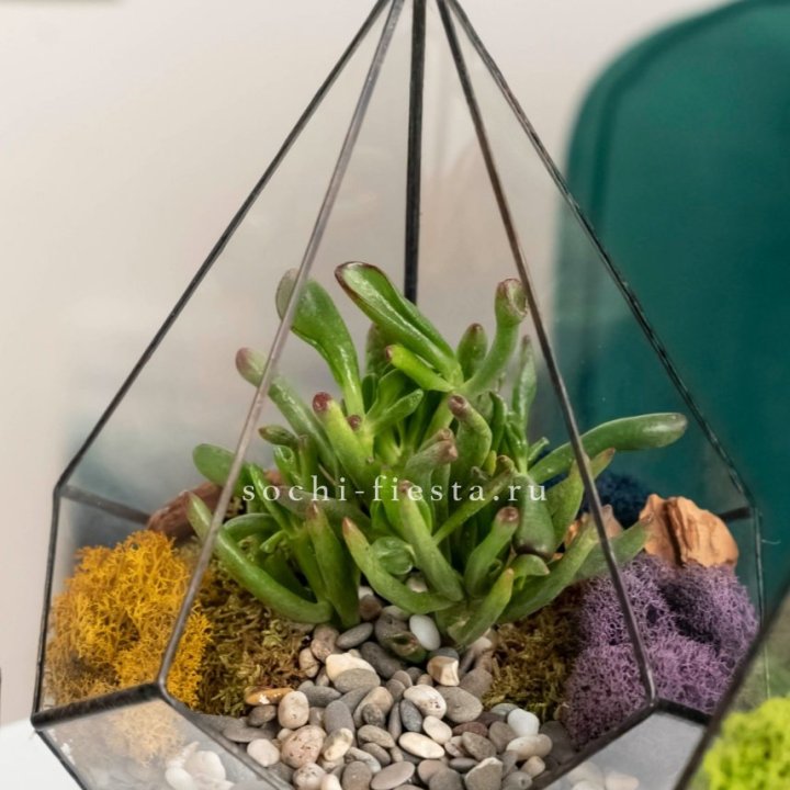 Флорариум “Капля” с суккулентом Крассула Хоббит в Ульяновске