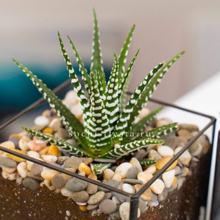 Флорариум Кубик с суккулентом Хавортия в Ульяновске