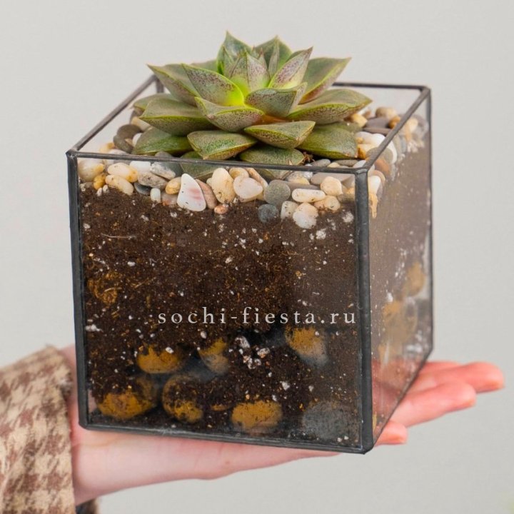 Флорариум Кубик с суккулентом Каменная роза в Ульяновске