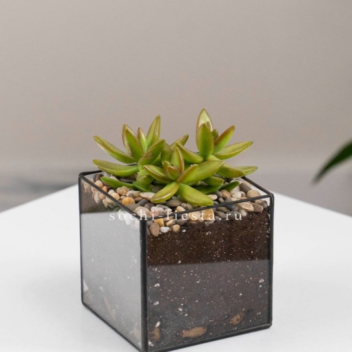 Флорариум Кубик с суккулентом Седум в Ульяновске