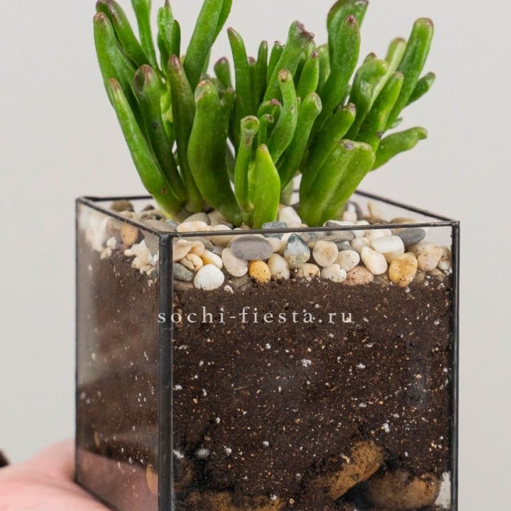 Флорариум Кубик с суккулентом Хоббит в Ульяновске