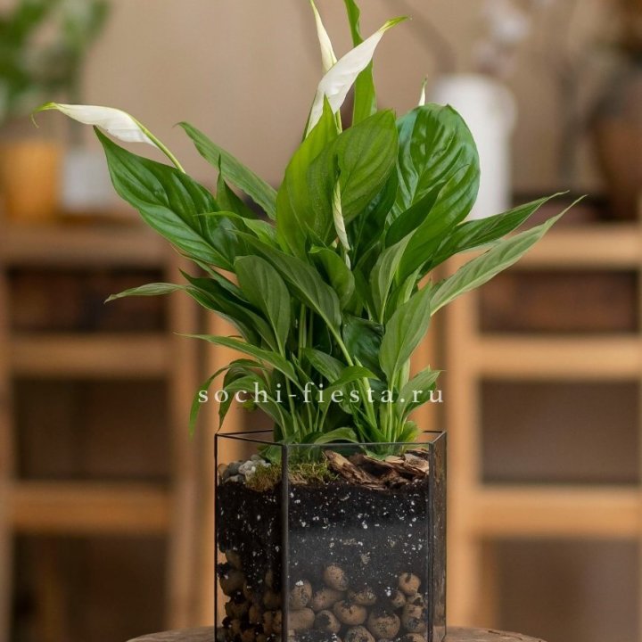 Спатифиллум в кашпо Пятиугольник в Ульяновске