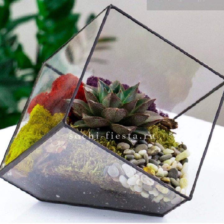 Флорариум Куб усеченный с суккулентом Каменная роза в Ульяновске