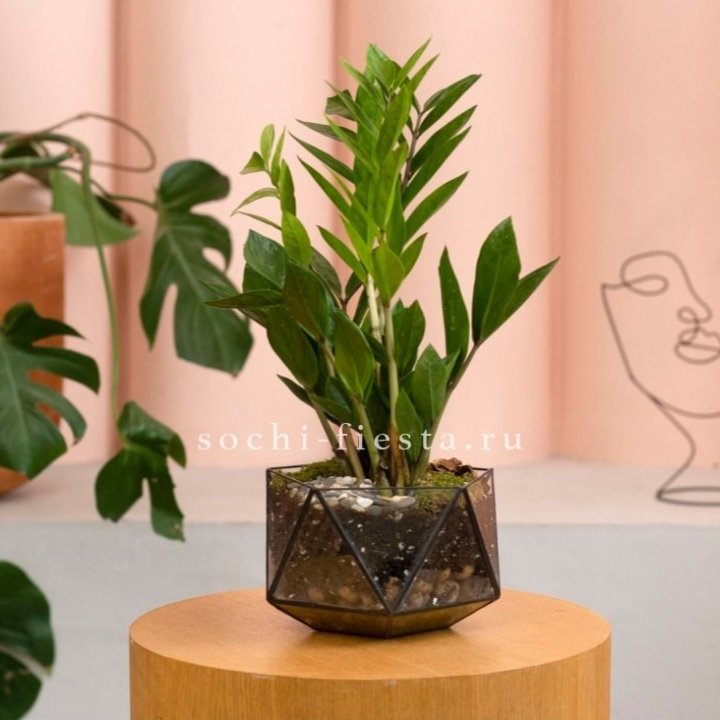 Замиокулькас в кашпо Икосаедр в Ульяновске