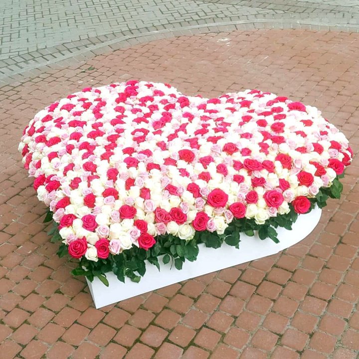 555 роза  в Ульяновске