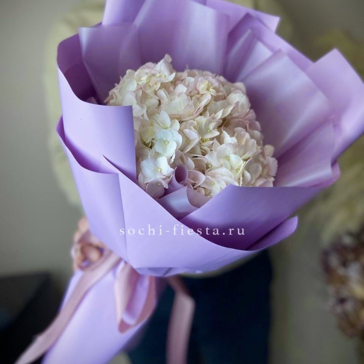 Гортензия розовая в Ульяновске