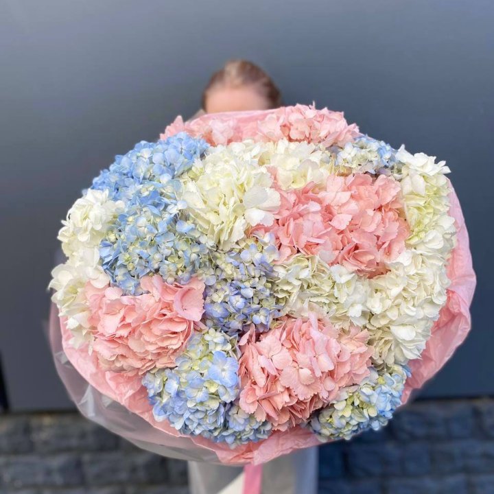 19 гортензий микс в Ульяновске