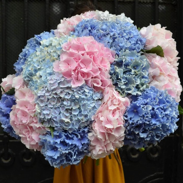 Букет гортензий "Фонтан" в Ульяновске
