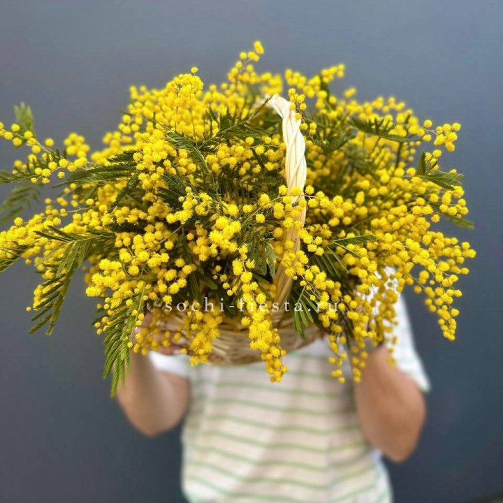Весенняя корзина мимозы в Ульяновске