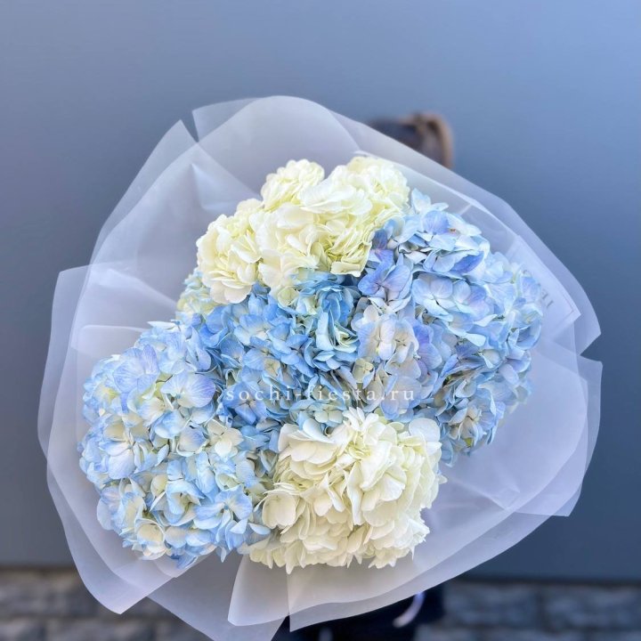 5 бело-голубых гортензий в Ульяновске
