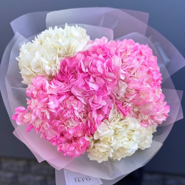 5 бело-розовых гортензий в Ульяновске