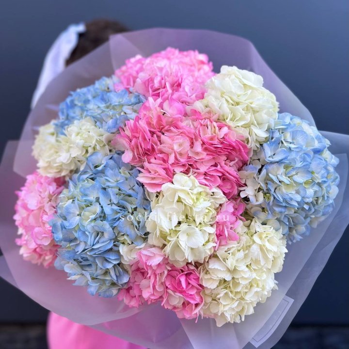 11 гортензий микс в Ульяновске