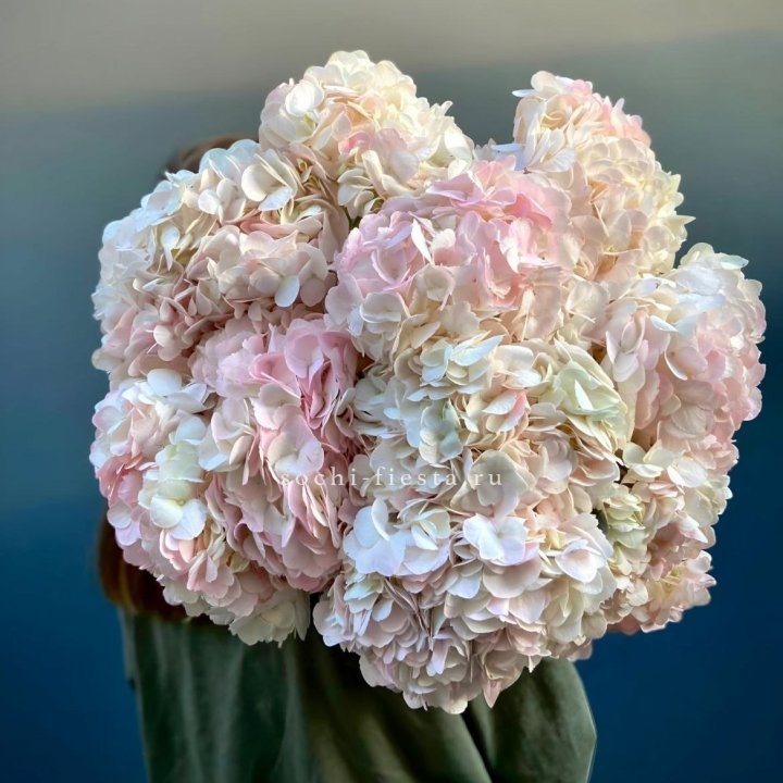 Охапка розовой гортензии в Ульяновске