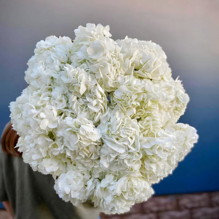 Охапка белой гортензии в Ульяновске