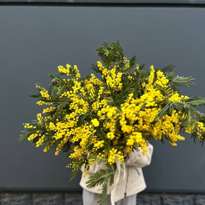 Охопка мимозы в Ульяновске