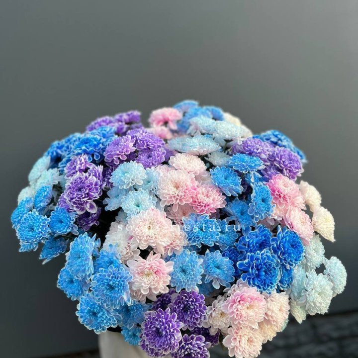 25 цветных хризантем в Ульяновске