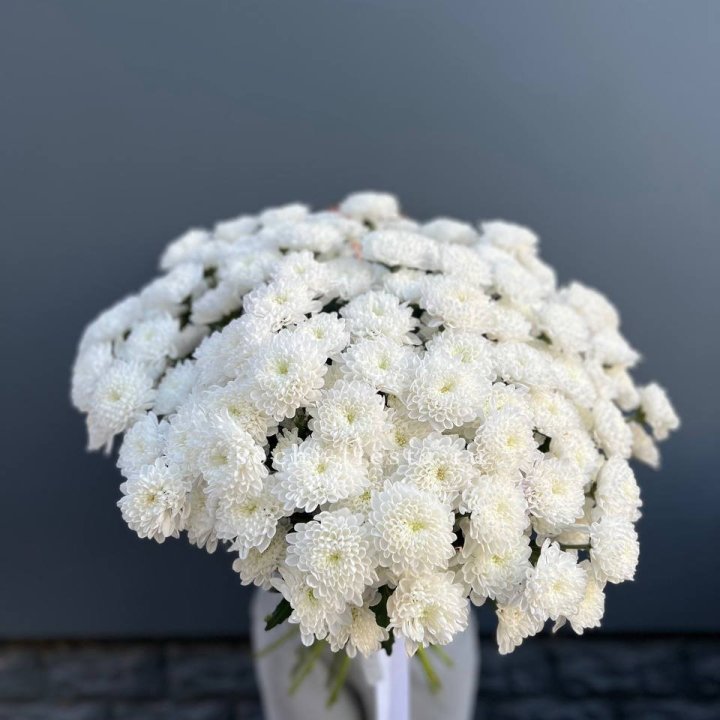  25 хризантем белых в Ульяновске