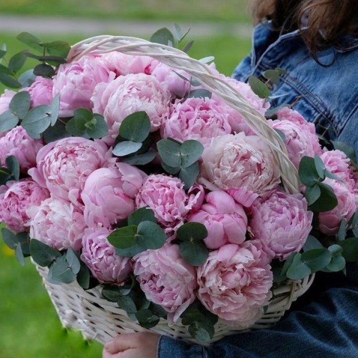 51 пион в корзине в Ульяновске