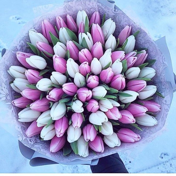 101 тюльпан "Лолипоп" в Ульяновске